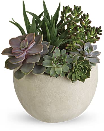 sahara succulent The Vanguard Collection The Sahara