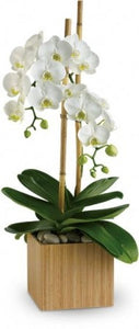 The White Collection  Phalaenopsis Orchids